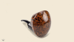 Elepant Foot Snail