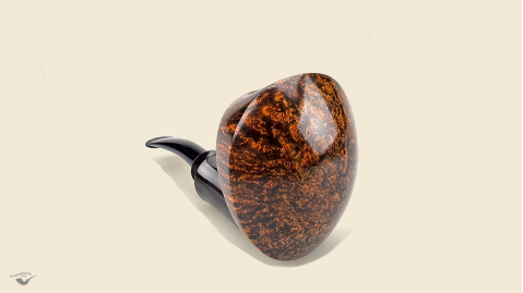 Elepant Foot Snail