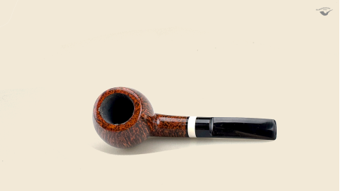 Half  Bent Billiard Snail